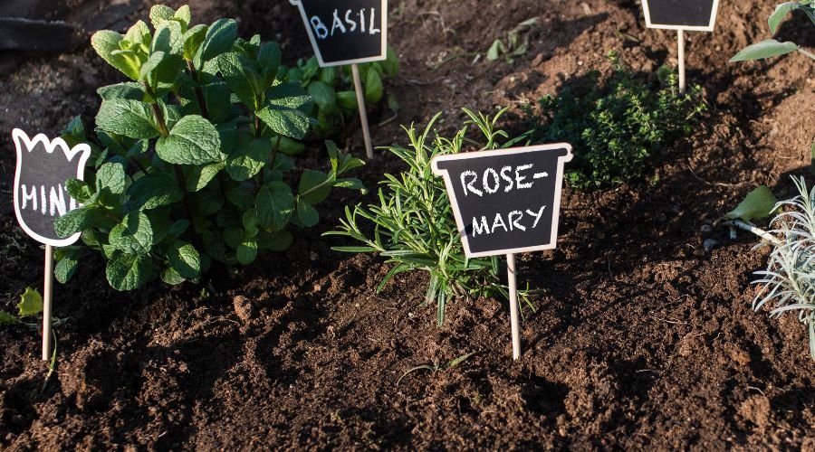 Kräutergarten anlegen: Die besten Tipps und Tricks für Anfänger - SHW-FIRE