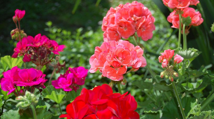 Maienglück im Garten: So pflanzt und pflegst du deine Sommerblumen richtig - SHW-FIRE