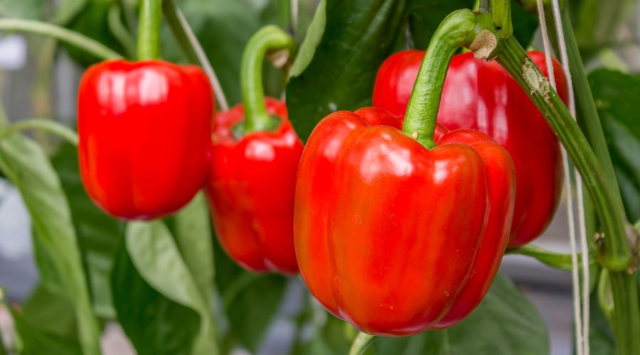 Vitamin C selbst anbauen: Die besten Tipps für deinen Garten - SHW-FIRE