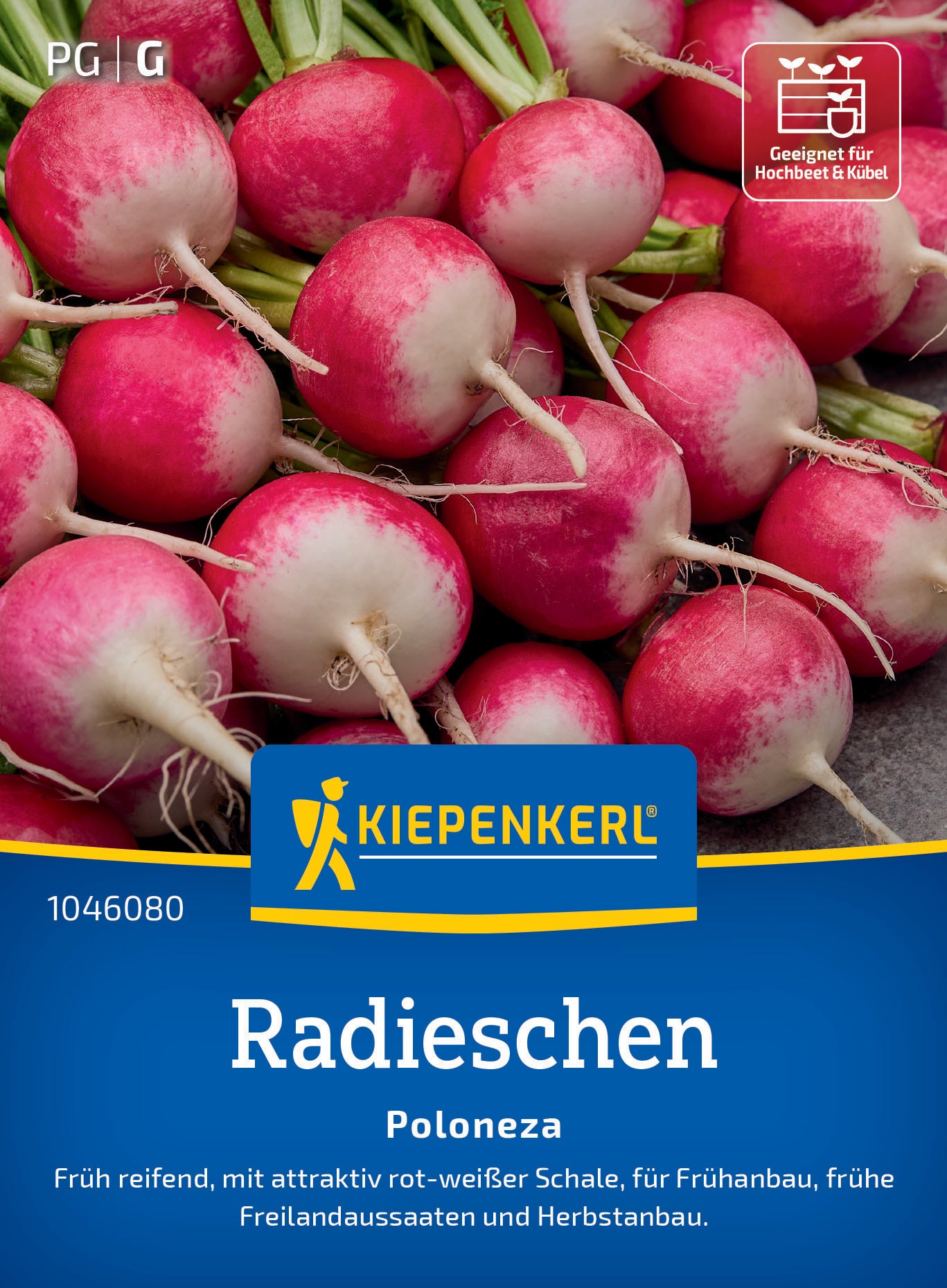 Radieschensamen Poloneza