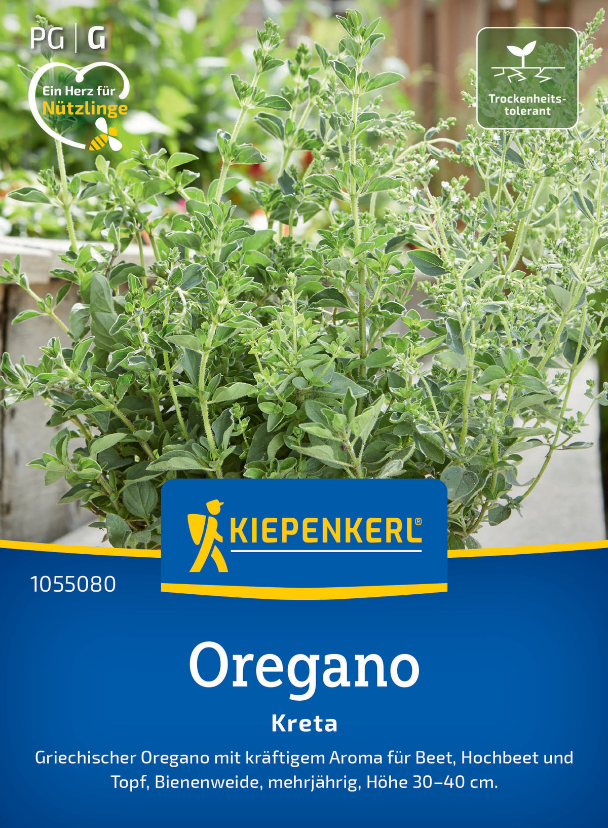 Oreganosamen Kreta
