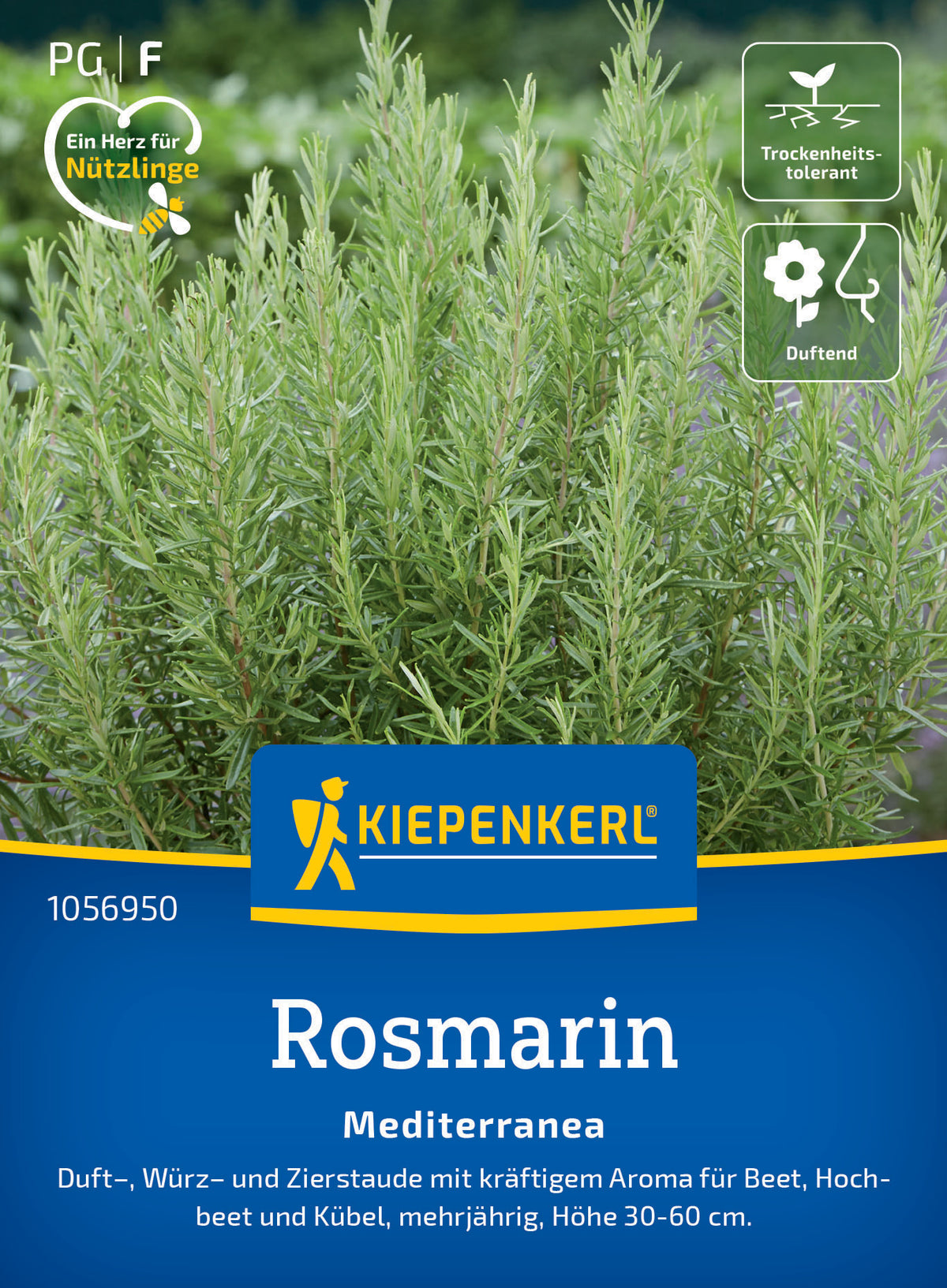 Rosmarinsamen Mediterranea