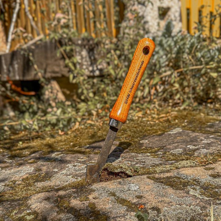 SHW Fugenkratzer mit Eschenholzgriff steckt in einer moosbewachsenen Fuge zwischen Pflastersteinen. Handwerkzeug zum mechanischen Entfernen von Moos und Unkraut auf Gartenwegen und Terrassen.