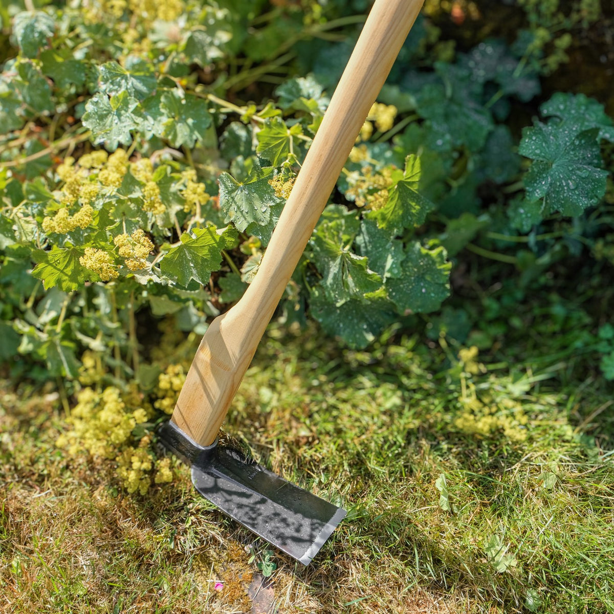 Nahaufnahme der SHW Reuthacke mit breitem geschmiedetem Stahlblatt und stabilem Holzstiel auf einer bewachsenen Gartenfläche. Gartenwerkzeug zum Abhacken von Unkraut und Bearbeiten des Bodens.