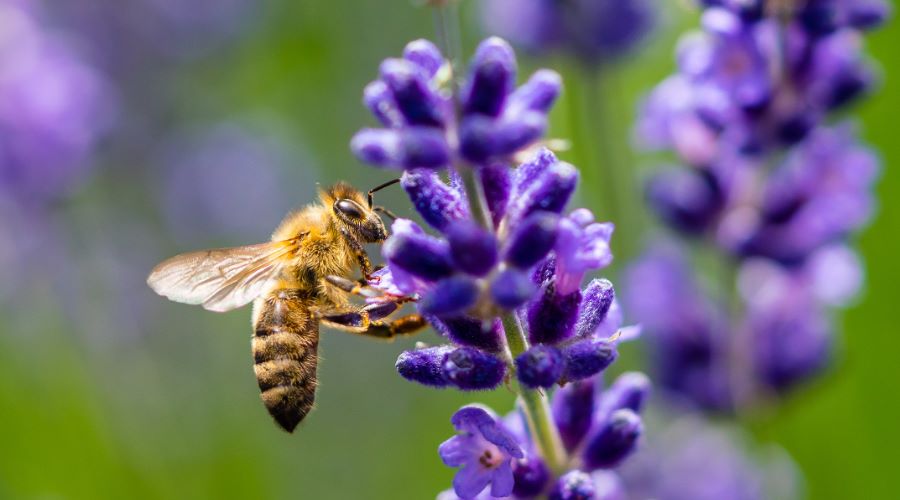 Bienenfreundlicher Garten: Blumen, die Insekten anziehen - SHW-FIRE