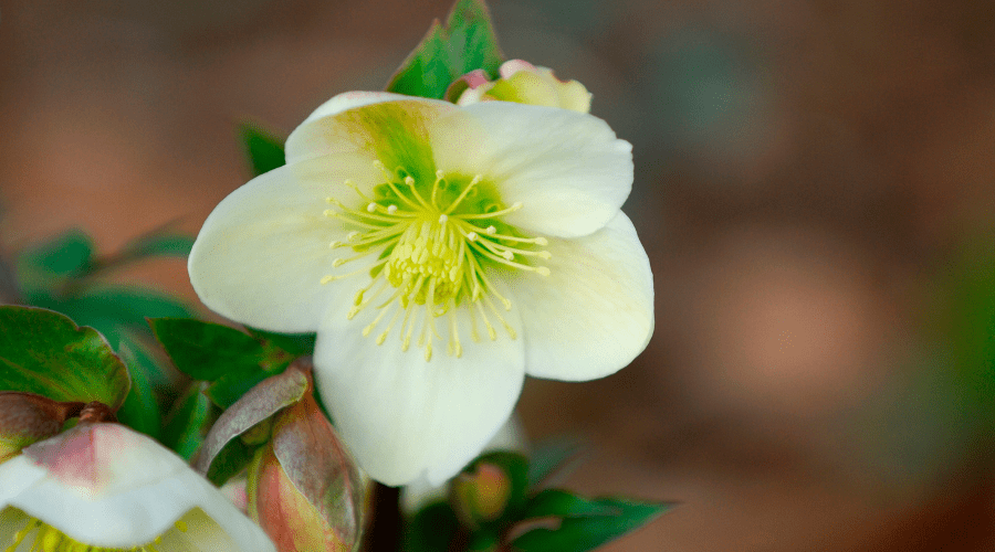 Die besten Winterblüher für deinen Garten - SHW-FIRE