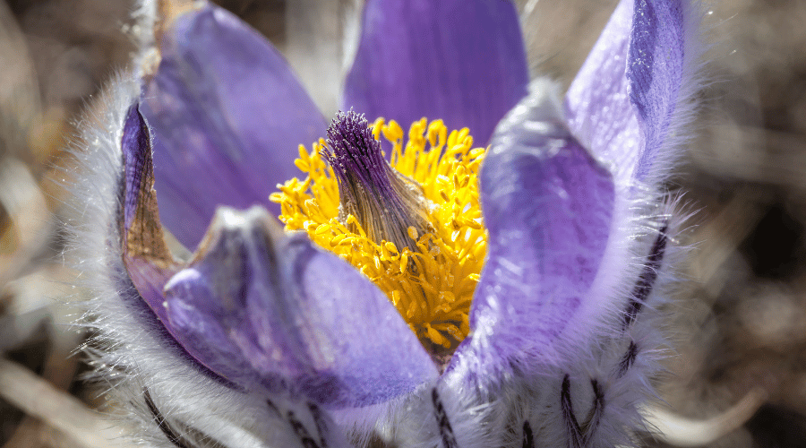 Frühjahrsblüher Pflanzen: Tipps für eine blühende Gartensaison - SHW-FIRE