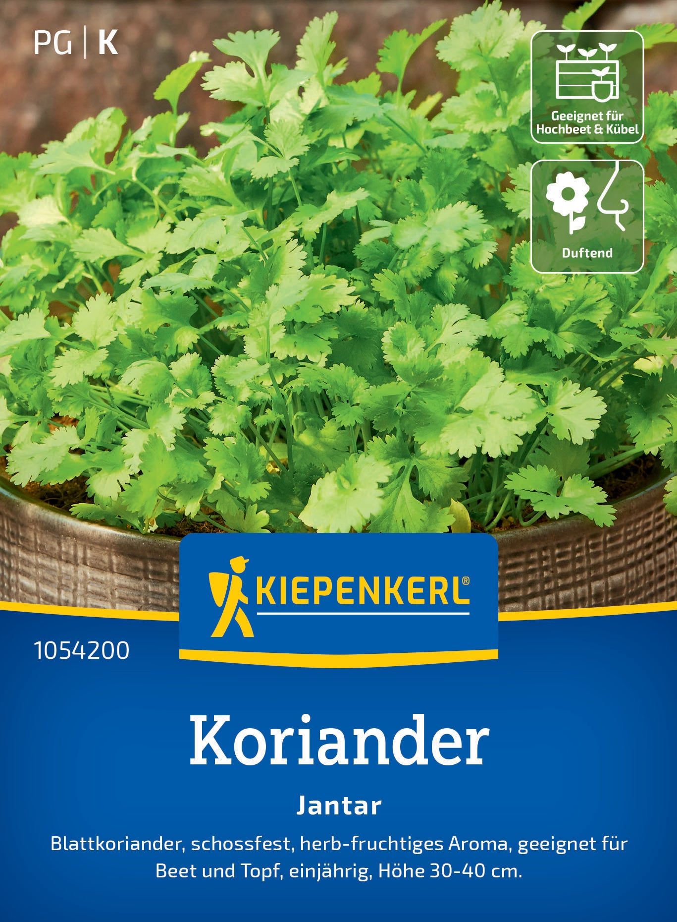 Koriandersamen Jantar
