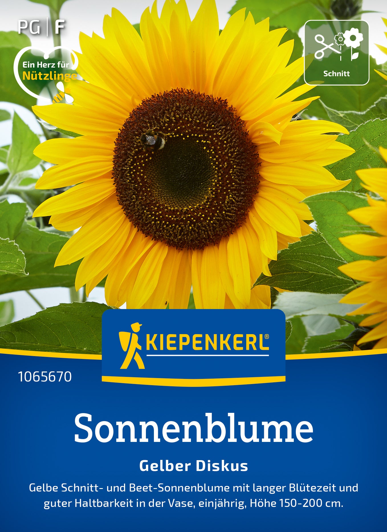 Sonnenblumensamen Gelber Diskus