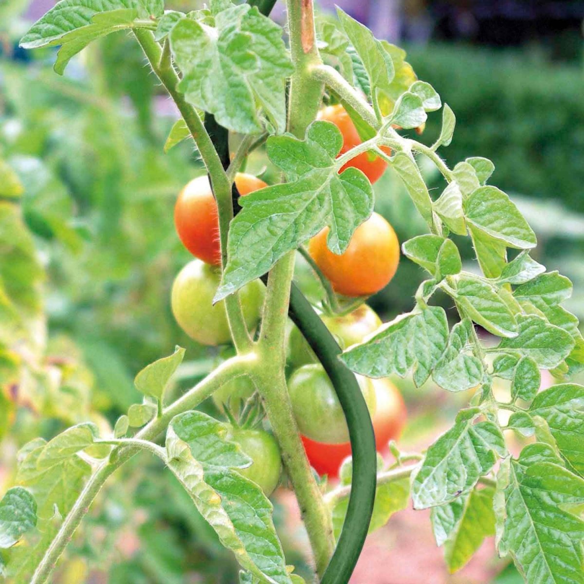 Bellissa Tomaten - /Pflanzspirale, grün, H 170 cm - SHW - FIRE