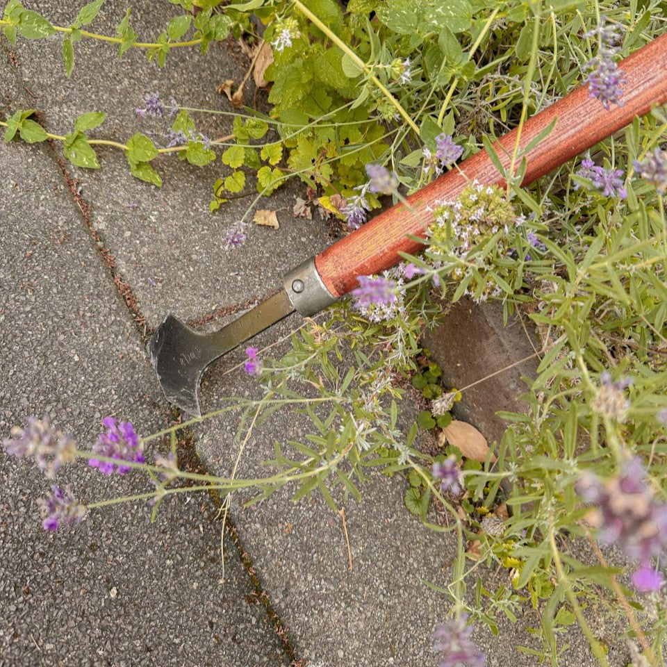 SHW Fugenkratzer mit langem Holzstiel und schmaler Stahlklinge zwischen Pflastersteinen neben Lavendel. Gartenwerkzeug zum Entfernen von Unkraut und Moos aus Pflasterfugen.