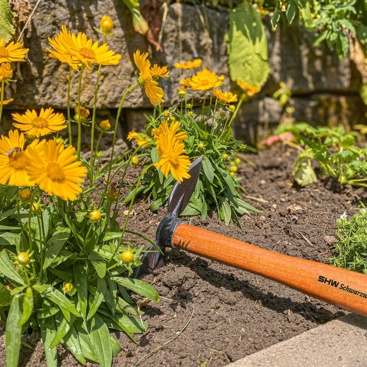 SHW Haeckchenmit geschmiedetem Stahlkopf und Holzstiel liegt zwischen gelben Gartenblumen im Beet. Ideal zum gezielten Lockern der Erde und zur Bodenbearbeitung rund um Pflanzen.