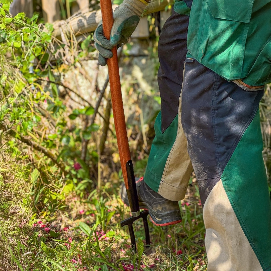 Gärtner sticht die SHW Rosengabel mit zwei Stahlzinken und langem Holzstiel in den Gartenboden. Gartenwerkzeug zur schonenden Bodenlockerung zwischen Pflanzen und Rosen.