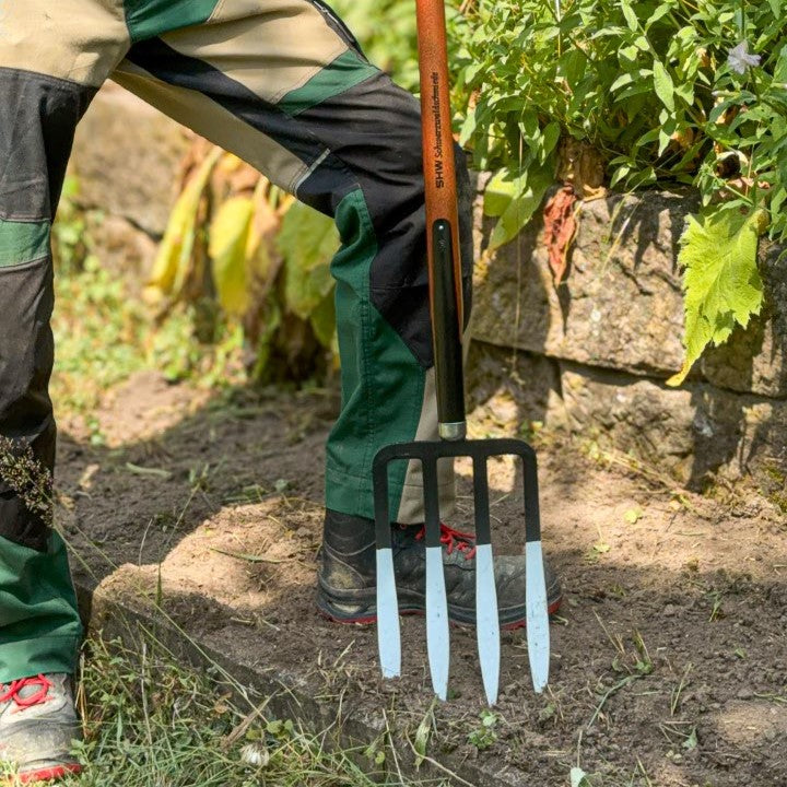 Gärtner sticht mit dem Fuß eine SHW Spatengabel mit vier Stahlzinken und Holzstiel in den Gartenboden, um die Erde im Beet aufzulockern. 